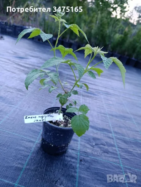 Черна малина  сорт-Zmeur negru Black Jewel, снимка 1