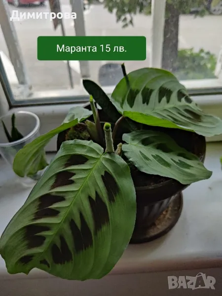 Маранта , снимка 1