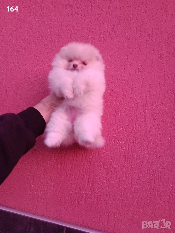 Женски мини Померан. Реални снимки!, снимка 1