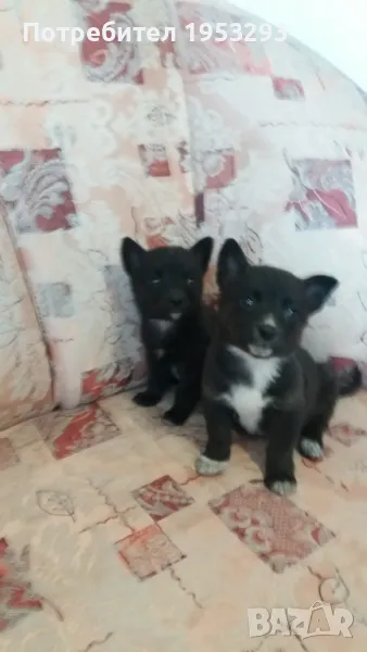 Чихо пинчери мини , снимка 1