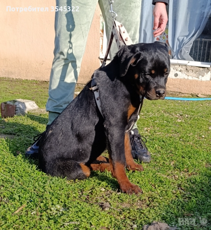Ротвайлер , снимка 1