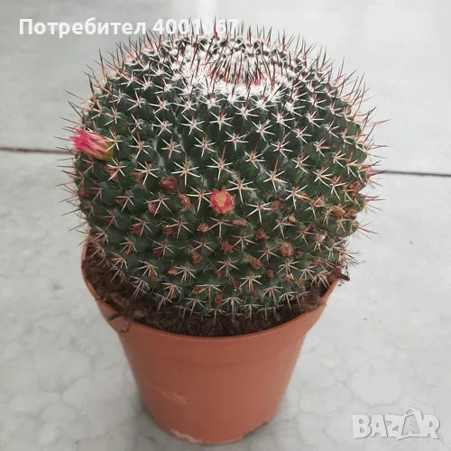 кактус, снимка 1