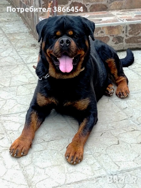 Ротвайлерчета на 67 дена с три ваксини и обезпаразетени . , снимка 1
