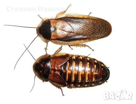 Хлебарки дубия, аржентински хлебарки (Blaptica dubia), снимка 1