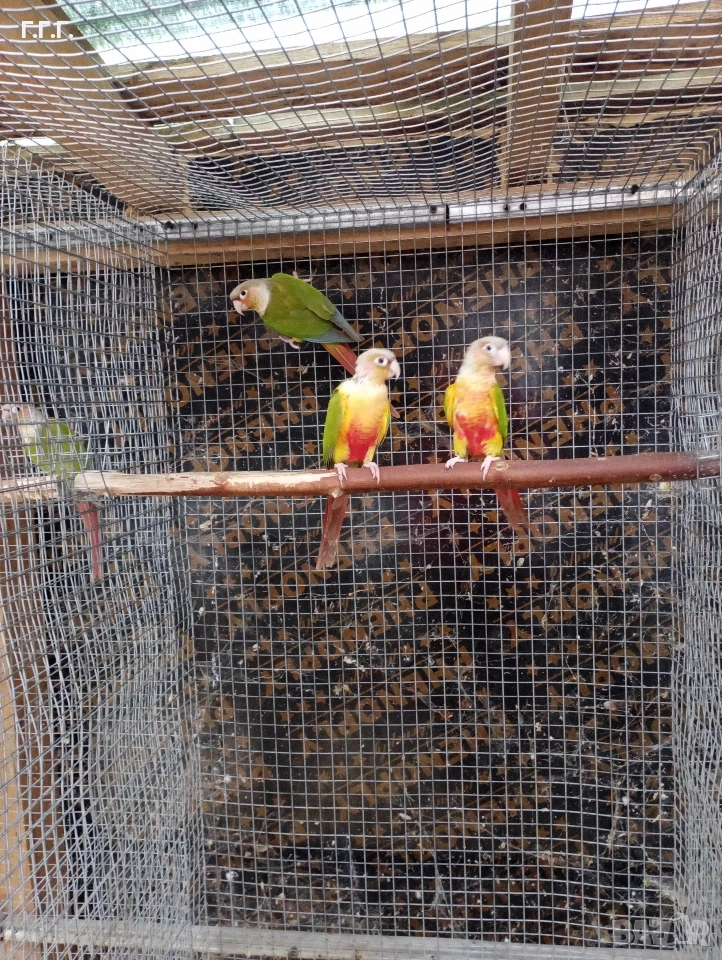 Двойка пирури и една женска, снимка 1