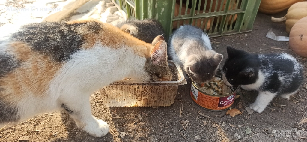 Котенца за грижовни стопани, снимка 1