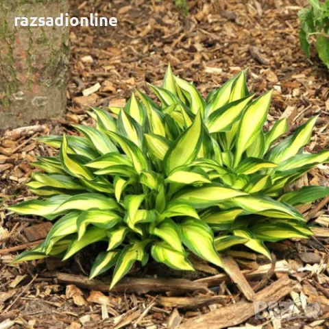 Хоста 'Lakeside Little Tuft', снимка 2 - Разсади - 48706474