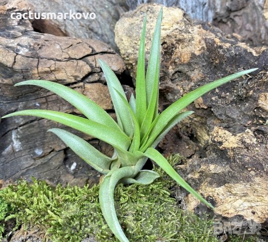 Tillandsia capitata medium, снимка 1 - Стайни растения - 43942040