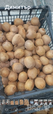 Българско киви 