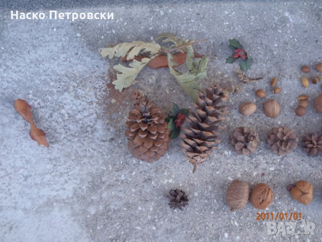 Декоративни шишарки, орехи, жълъди, кестени и САХАРСКИ пясък., снимка 2 - Декорация за дома - 28265208
