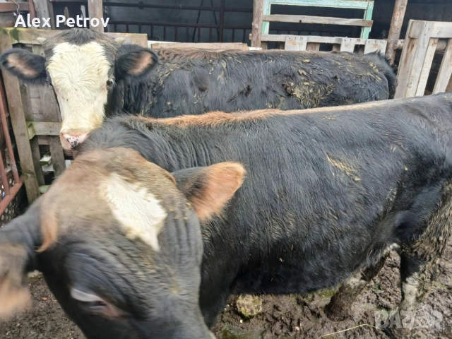 Свободни 2 мъжки телета, снимка 2 - Крави - 52655470