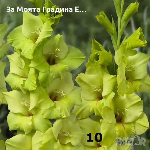 Гладиоли , снимка 10 - Градински цветя и растения - 49762560