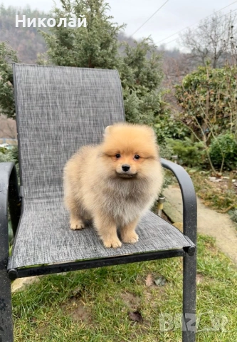 Померан момче със втора ваксина, снимка 3 - Померан - 53271244