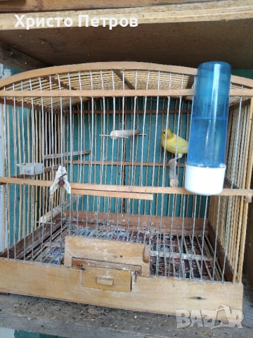 Продавам канари порода Малиноа. , снимка 4 - Канари - 52374514