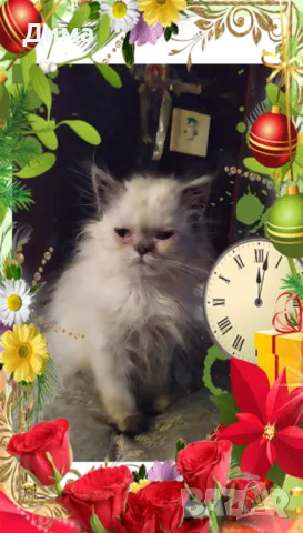 Ваксинирани персийски дългокосместа принцеси породисти чистокръвни с ЕС паспорти,микрочипирани!, снимка 1