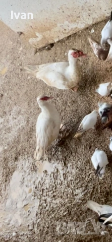 Чифт неми патици, снимка 3 - Патици и гъски - 53386680