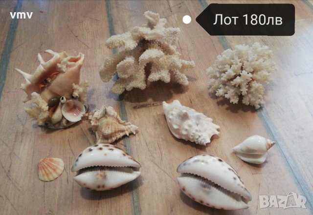 Морски съкровища минерали рапани корали морски звезди , снимка 5 - Колекции - 33368008