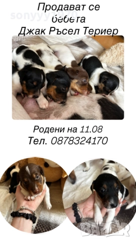 ДЖАК РЪСЕЛ 250ЛВ ЗА КУТРЕ С ВАКСИНА И ПАСПОРТ 1510250824, снимка 9 - Джак ръсел териер - 52059298