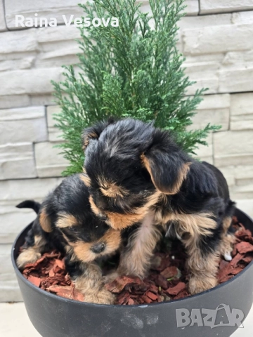 мини йоркширски териер, снимка 4 - Йоркширски териер - 52193923
