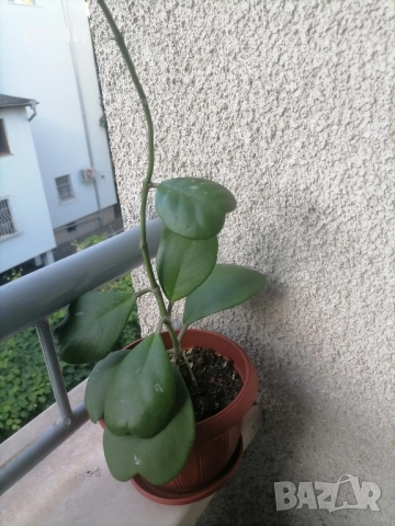 Хоя Керри ,голямо растение , снимка 2 - Стайни растения - 45180002