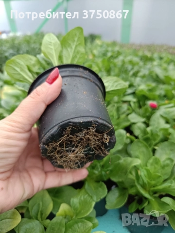 ❤️☀️❤️ Парички/Bellis/Tasso, снимка 10 - Градински цветя и растения - 52084828