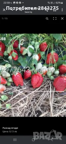 Продавам разсад ягоди , снимка 3 - Сортови семена и луковици - 49817952