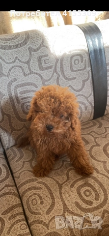 Мини Той пудел, снимка 1