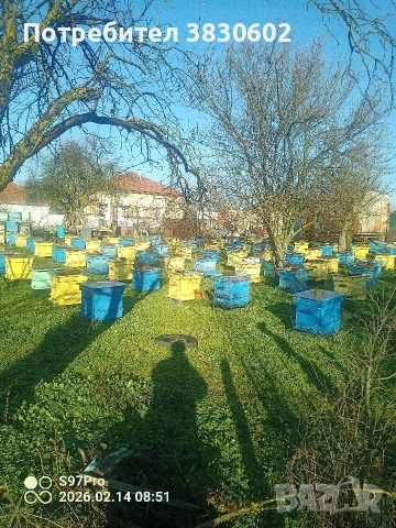 пчелни семейства 