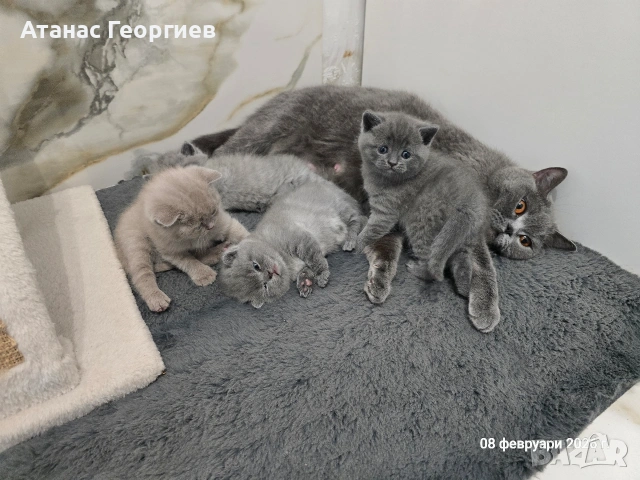 Британски късокосмести чистокръвни котенца. , снимка 5 - Британска късокосместа - 53451104