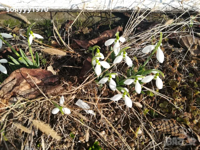25лв гръм кокичета с луковици в саксия 0502251847, снимка 5 - Градински цветя и растения - 48981989