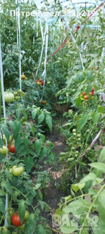 продавам 3 оранжерии 80 кв.м., снимка 18 - Оранжерии - 51869001