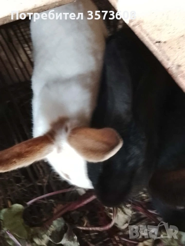 Угоени зайци, снимка 6 - Други животни - 53059459