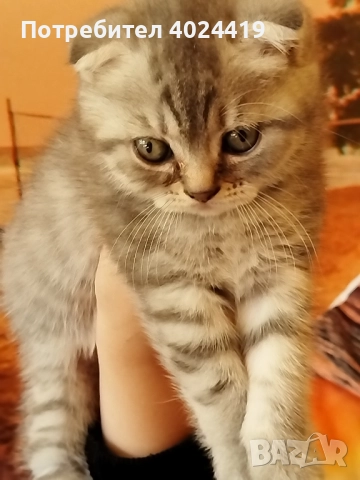 малки котенца, снимка 8 - Британска късокосместа - 52258422
