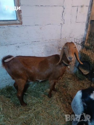 Продавам хубаво пръчле и млада коза., снимка 5 - Кози - 53069139