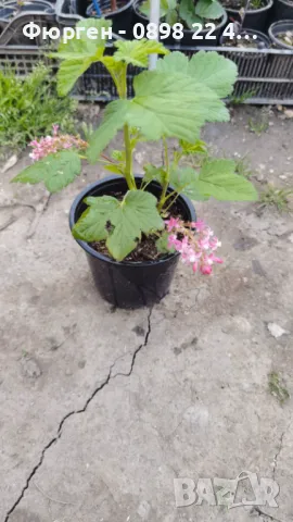 Касис- Френско грозде, снимка 14 - Градински цветя и растения - 27293149