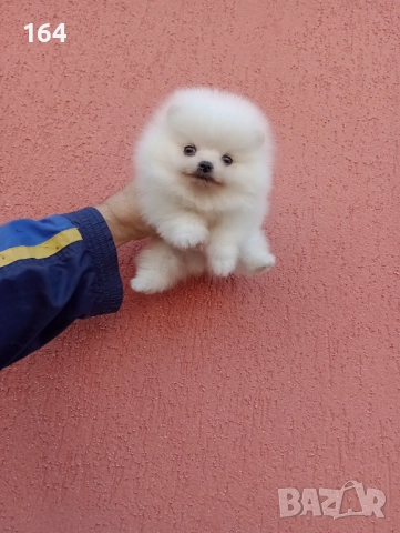 Чисто бяло момченце. Померан., снимка 5 - Померан - 52671875