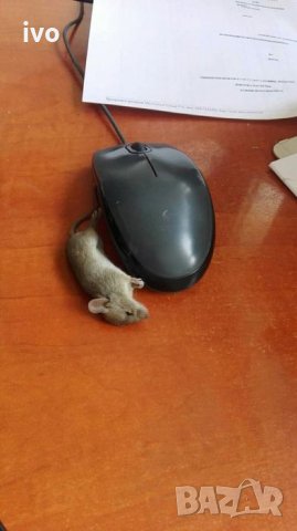 ХЛЕБАРКИ, гризачи и всякаква гад изтребва до крак!, снимка 2 - Други услуги - 27862456