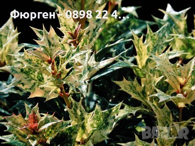 Османтус  'Goshiki', снимка 5 - Разсади - 37586922