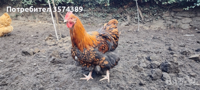 Продавам петли, снимка 3 - Кокошки и пуйки - 52883384