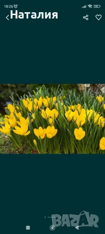 Есенни луковици