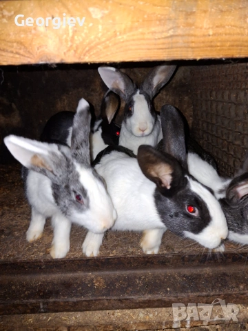 Заек или заешко месо , снимка 2 - Домашни продукти - 48620664