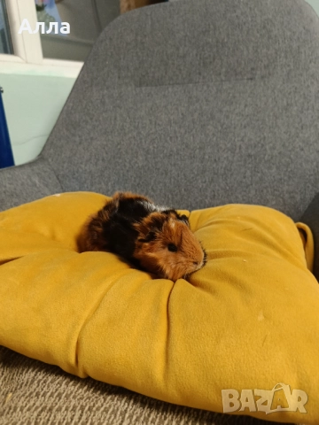 Морски свинчета альпако и розетка. , снимка 5 - Морски свинчета - 52554601