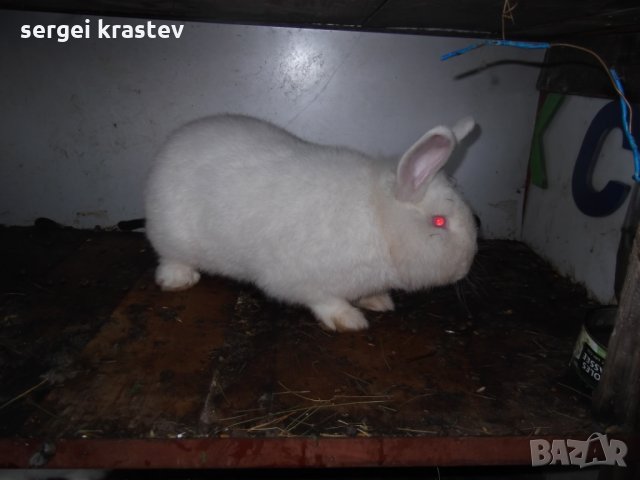 зайци, снимка 5 - Други животни - 27376415