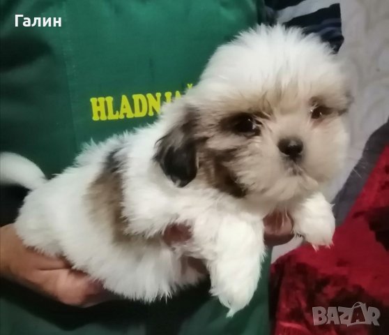 Ши Тцу: Продава кучета порода Ши Тцу - обяви на ХИТ цени — Bazar.bg