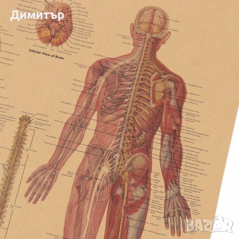 Постер постери плакат Нервна система 42/29см., снимка 5 - Декорация за дома - 39939346
