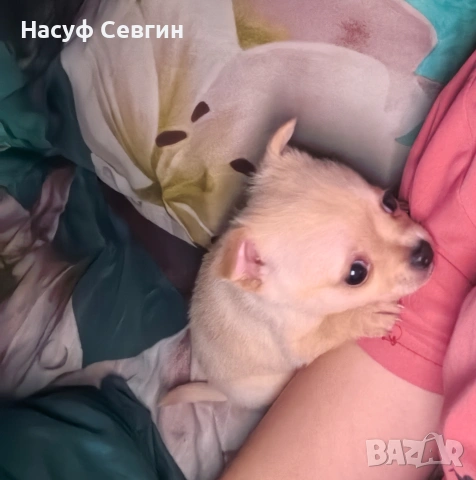 Чихуахуа на 2 месеца мъжко. Остана 1, снимка 4 - Чихуахуа - 53280878