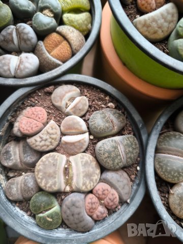 Lithops/живи камъчета/, снимка 7 - Стайни растения - 39521079