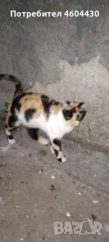 котенца на пет месеца за осиновяване 