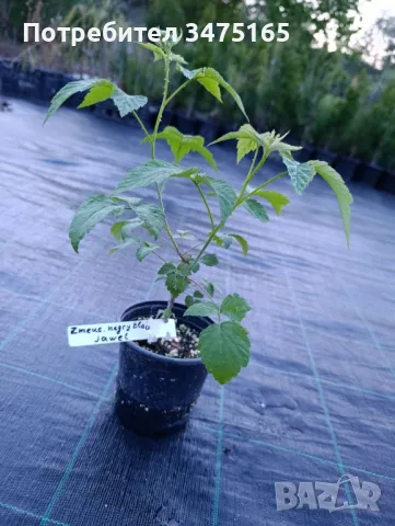 Черна малина  сорт-Zmeur negru Black Jewel