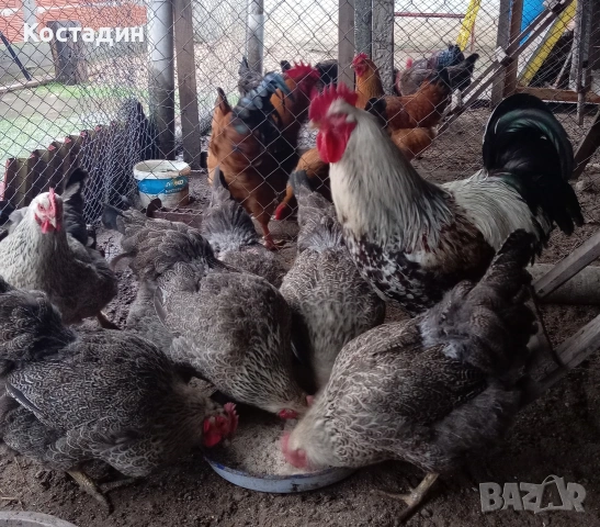 Разподни яйца от катунска кокошка Сребърна линия Разподни яйца от катунска кокошка Сребърна линия , снимка 11 - Кокошки и пуйки - 53273408